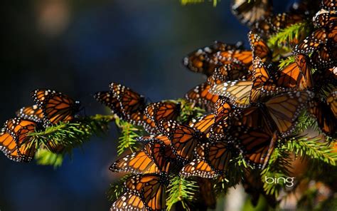 Monarch Butterfly Wallpapers - Wallpaper Cave