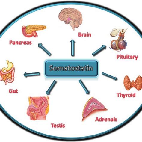 (PDF) Somatostatin and Somatostatin Receptors