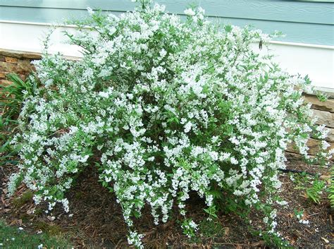 Dwarf Flowering Shrubs For Shade