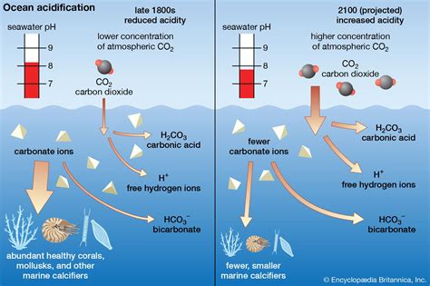 Ocean Acidification: How Carbon Dioxide Is Hurting the Seas | Britannica