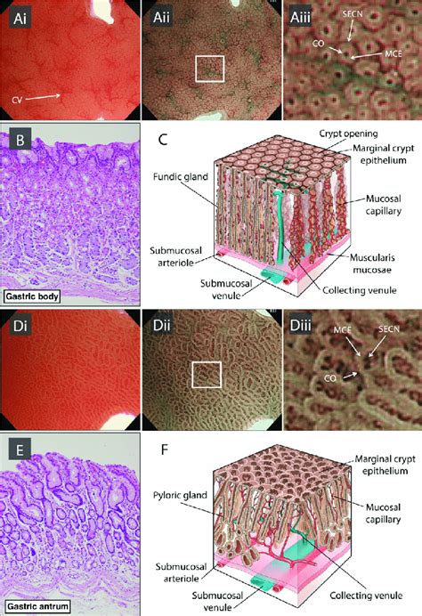 Gastric Antrum Histology