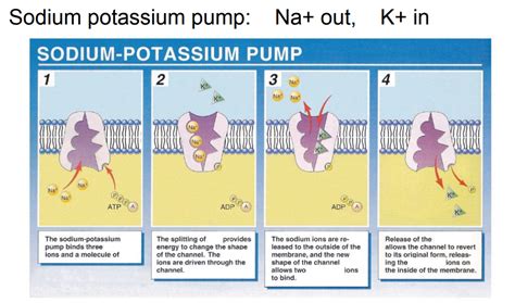 Sodium Potassium Pump Diagram | Quizlet