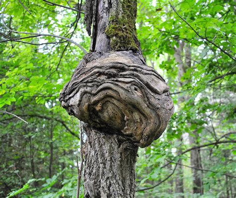 Camera on King & Aurora : A gnarl on the Oak Ridges Trail