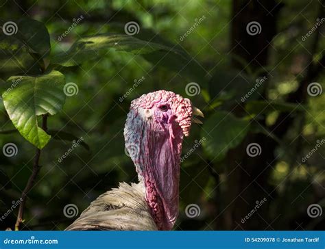 Head-shot of a Male Turkey in the Undergrowth Stock Photo - Image of ...