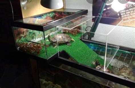 Pecera para tortugas | Pet turtle, Turtle aquarium, Turtle habitat