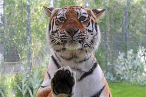 Wiki Places for Kids: Linton Zoo, Cambridgeshire's Wildlife Breeding Centre