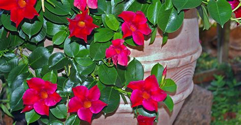 Beautiful Mandevilla Colors for Your Garden, Plus How-Tos | Life's Dirty. Clean Easy.