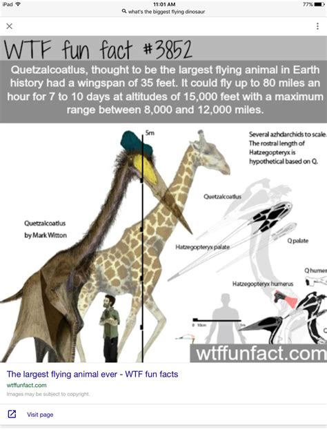 Quetzalcoatlus-the largest flying dinosaur | Prehistoric creatures, Prehistoric animals, Wtf fun ...