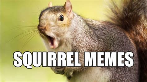 12 Funny Squirrel Memes to Make You Smile