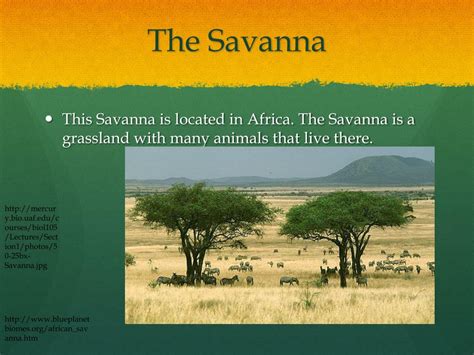 PPT - Savanna Biome PowerPoint Presentation, free download - ID:3840386