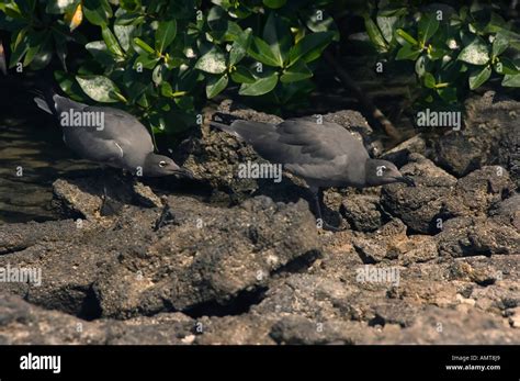 Lava Gull Galapagos Islands Ecuador Stock Photo - Alamy