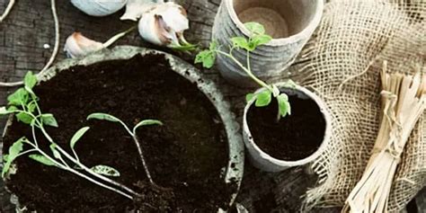 25 Vegetable Gardening Tips + Oldtime Planting Lore