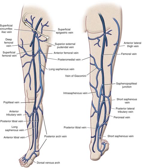 Lower Limb Anatomy