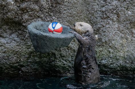 Sea otters dunking for health and fun at Oregon Zoo | KOIN.com