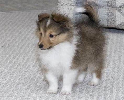 Tiny sheltie!!! | Shetland sheepdog puppies, Dog breeds, Puppies