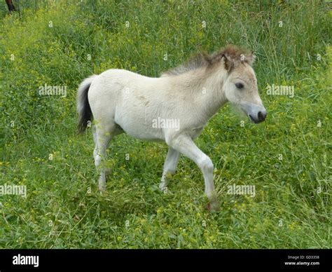 colt, young horse, little horse Stock Photo - Alamy