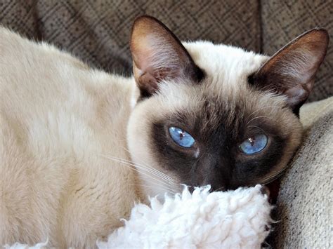 My Siamese has the most amazing eyes! : aww