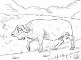 Buffalo Coloring Pages  ColoringBay sketch template