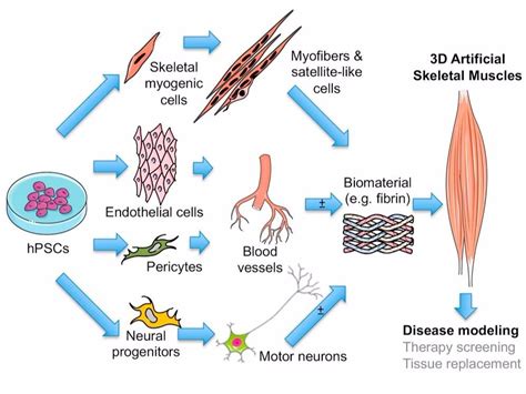 Artificial muscles promise to speed up testing of treatments for muscle diseases