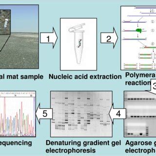 Applied molecular microbial ecology methods. | Download Scientific Diagram