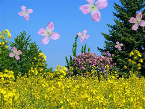 Raining Flowers by CedaCo on DeviantArt