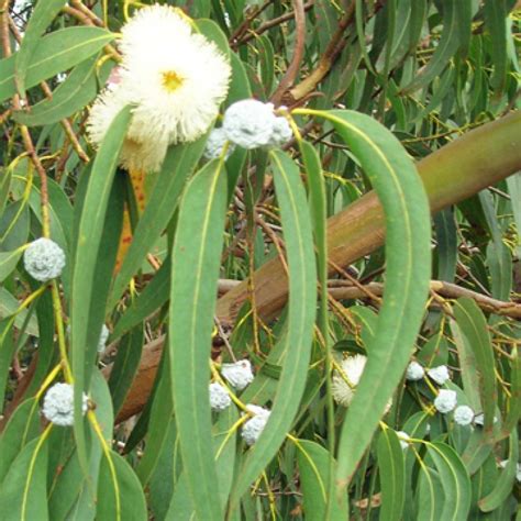 Eucalyptus Globulus 80/85 Essential Oil (5290) best wholesale bulk price and pure natural in Canada