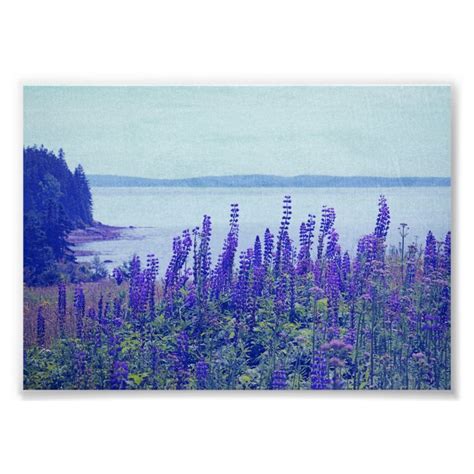 Wildflowers Maine Lupine Flowers Poster | Zazzle