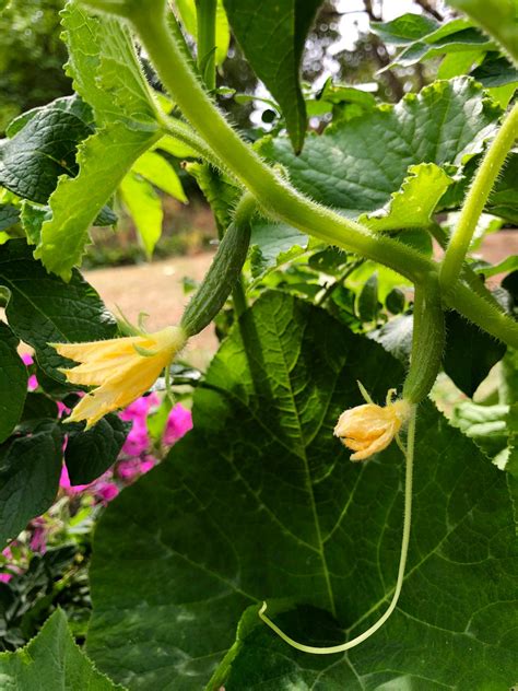 Free stock photo of cucumber, cucumbers, fresh vegetables