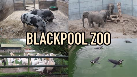 BLACKPOOL ZOO - YouTube