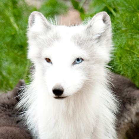 World Of Technology: Arctic Fox Pups