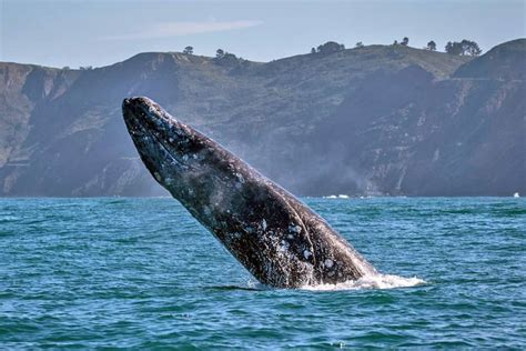 The Gray Whale Migration in California and Beyond - Oceanic Society