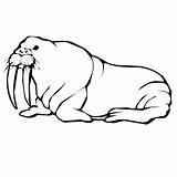 Walrus coloring page  Animals Town color Sheet sketch template
