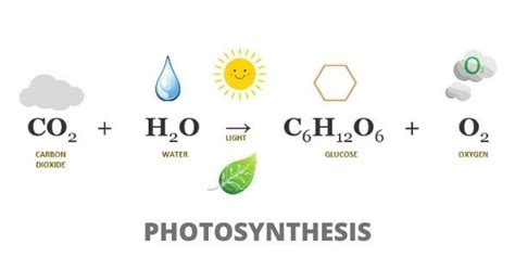 Photosynthesis: Step by Step Guide (Experiments Included)