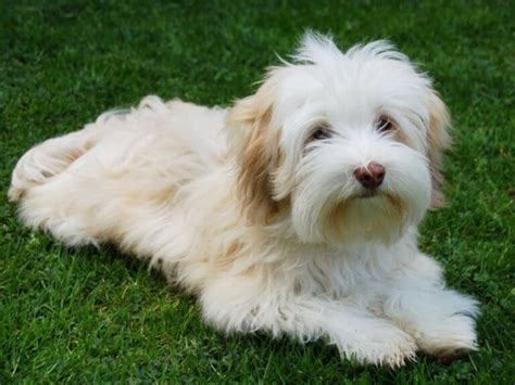 Havanese Dog Reviews - real reviews from real people.