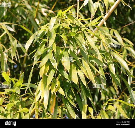 lots of green bamboo leaves which are the main food of the panda diet Stock Photo - Alamy