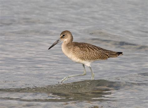 Willets and Godwits on the beach - Greg in San Diego