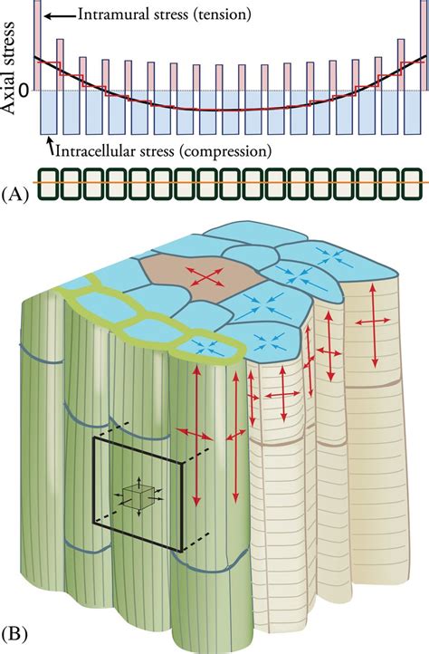 (A) Schematic representation of the distribution of axial stress across ...