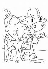 Coloring Pages  Printable Calf With Cow sketch template