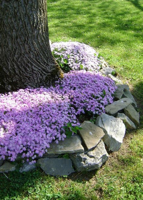 303 best images about Rock Gardens & Ground Covers on Pinterest ...