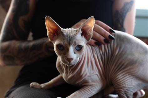 7 Hairless Cat Breeds: Cats Without Fur - PetHelpful