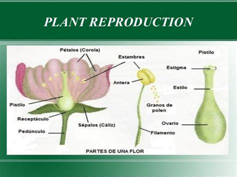 Plant reproduction