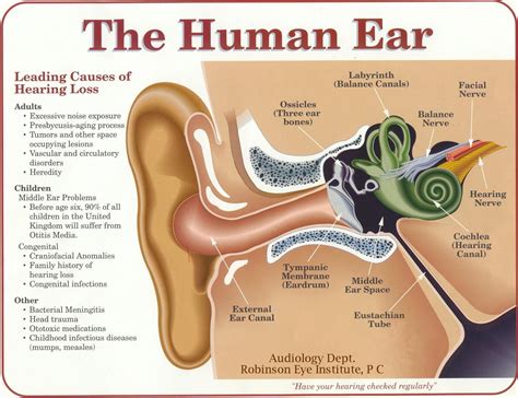 Printable Human Ears - Printable Word Searches