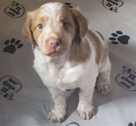 Brittany spaniel puppy for sale/adoption