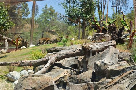 Jaguar Habitat | ZooChat