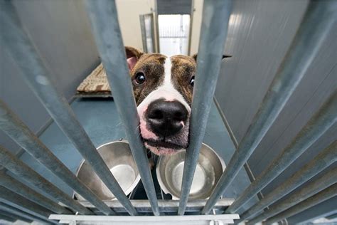 Shelter Dogs: What To Look For In The Dog & The Shelter