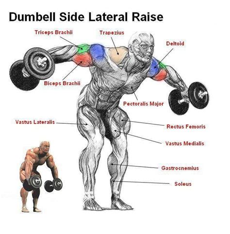 DUMBELL SIDE LATERAL RAISE ANATOMY Gym Workout Tips, Fit Board Workouts ...