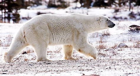 Polar Bears of Manitoba, Canada, photo travel and tours gallery