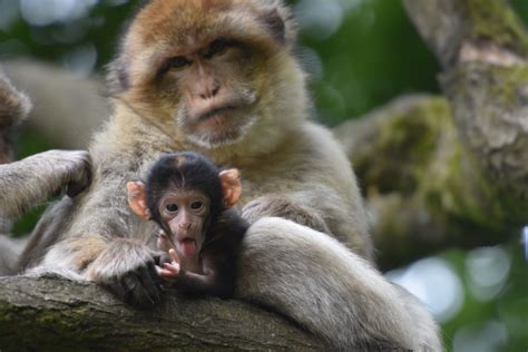 Monkey Forest celebrates the births of SIX baby Barbary macaques monkeys! - Monkey Forest Trentham