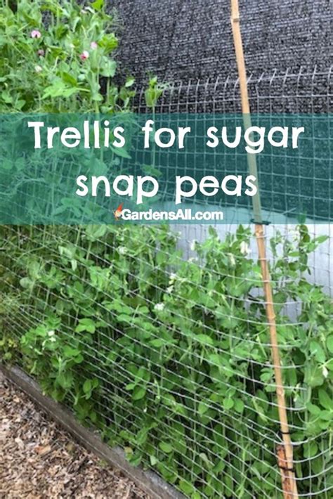 Trellis for Sugar Snap Peas and Bush Beans - GardensAll