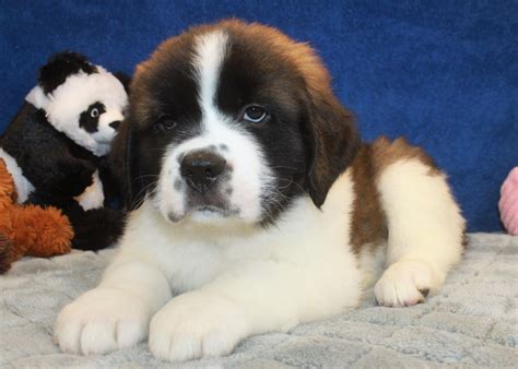 Saint Bernard Puppies For Sale - Long Island Puppies